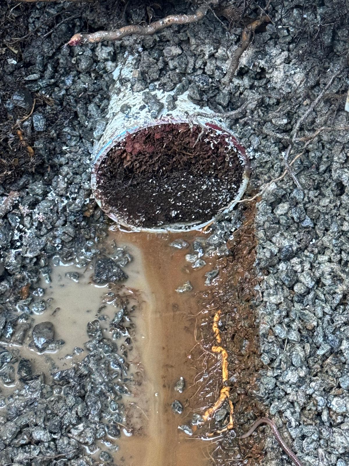 Cut section of drainage pipe packed with tree roots in an excavation