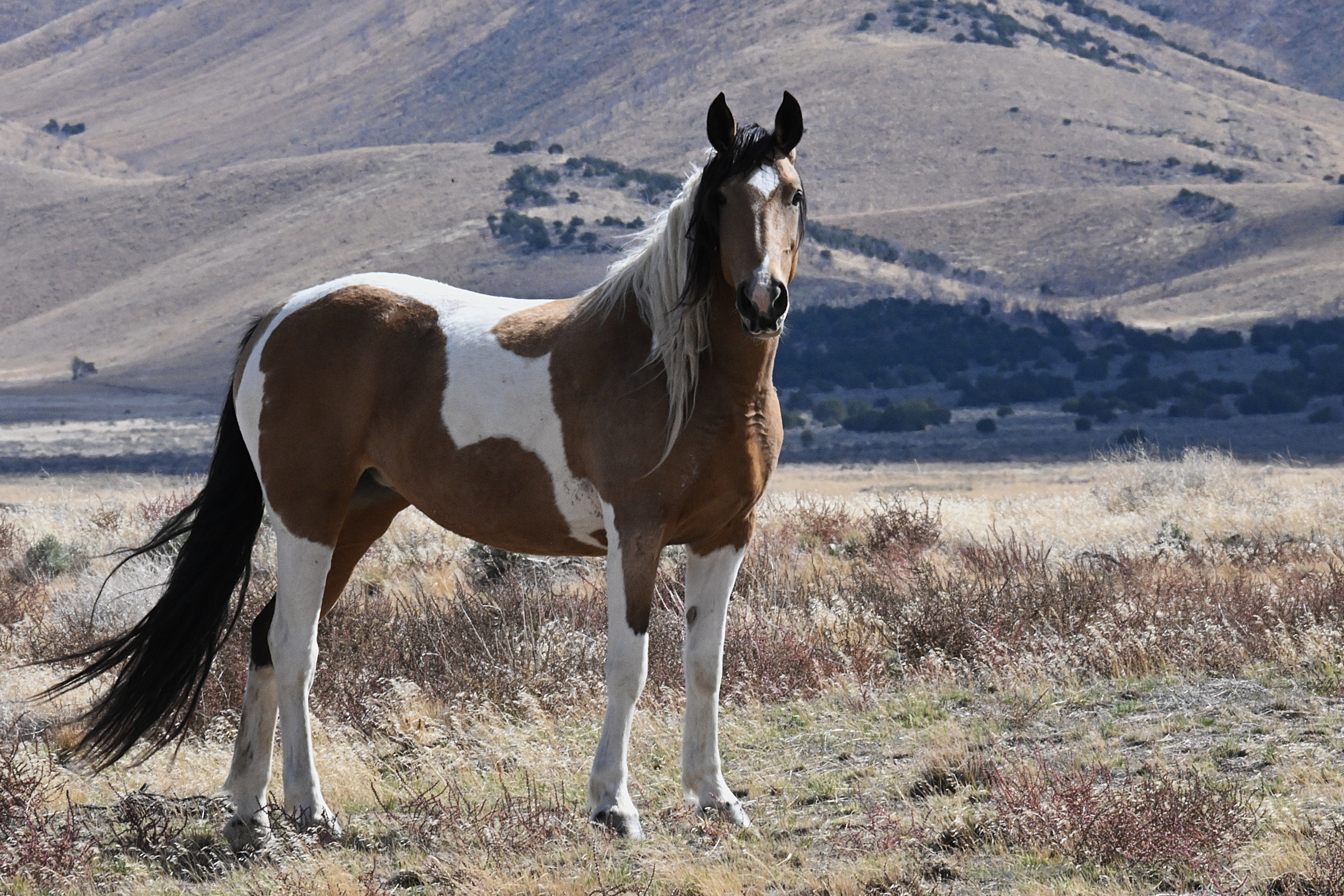 ecommerce.upsell.product_image_alt