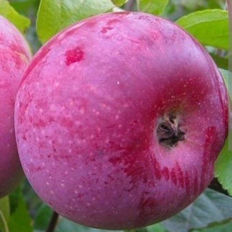 ecommerce.upsell.product_image_alt