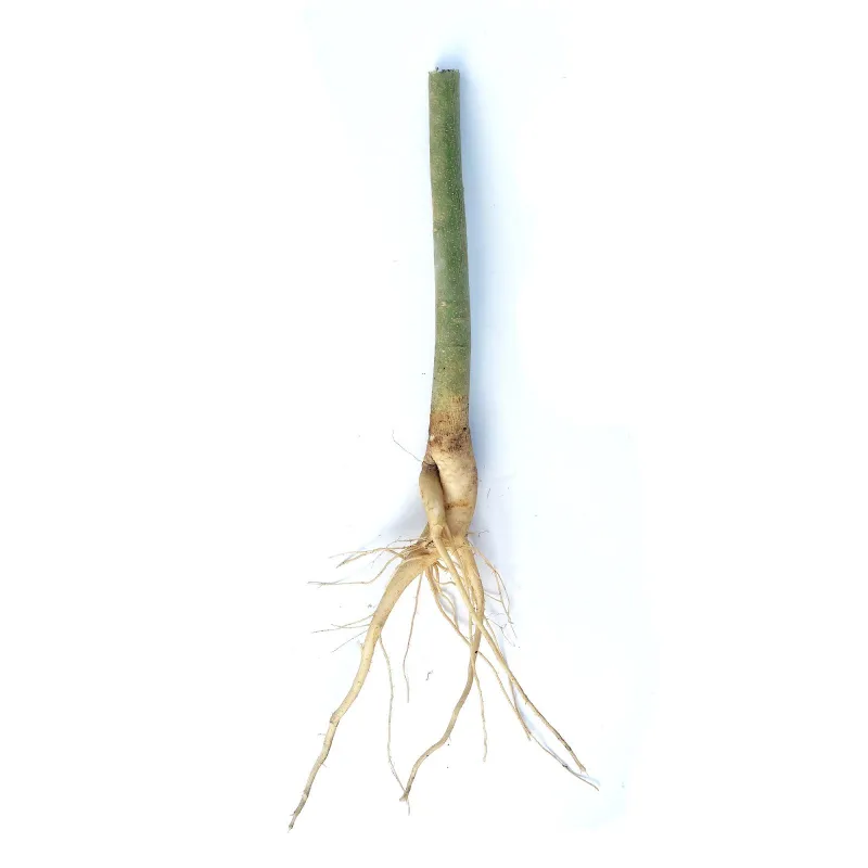 1,000- Big Moringa Trees Bare Root  Organically Grown USA
