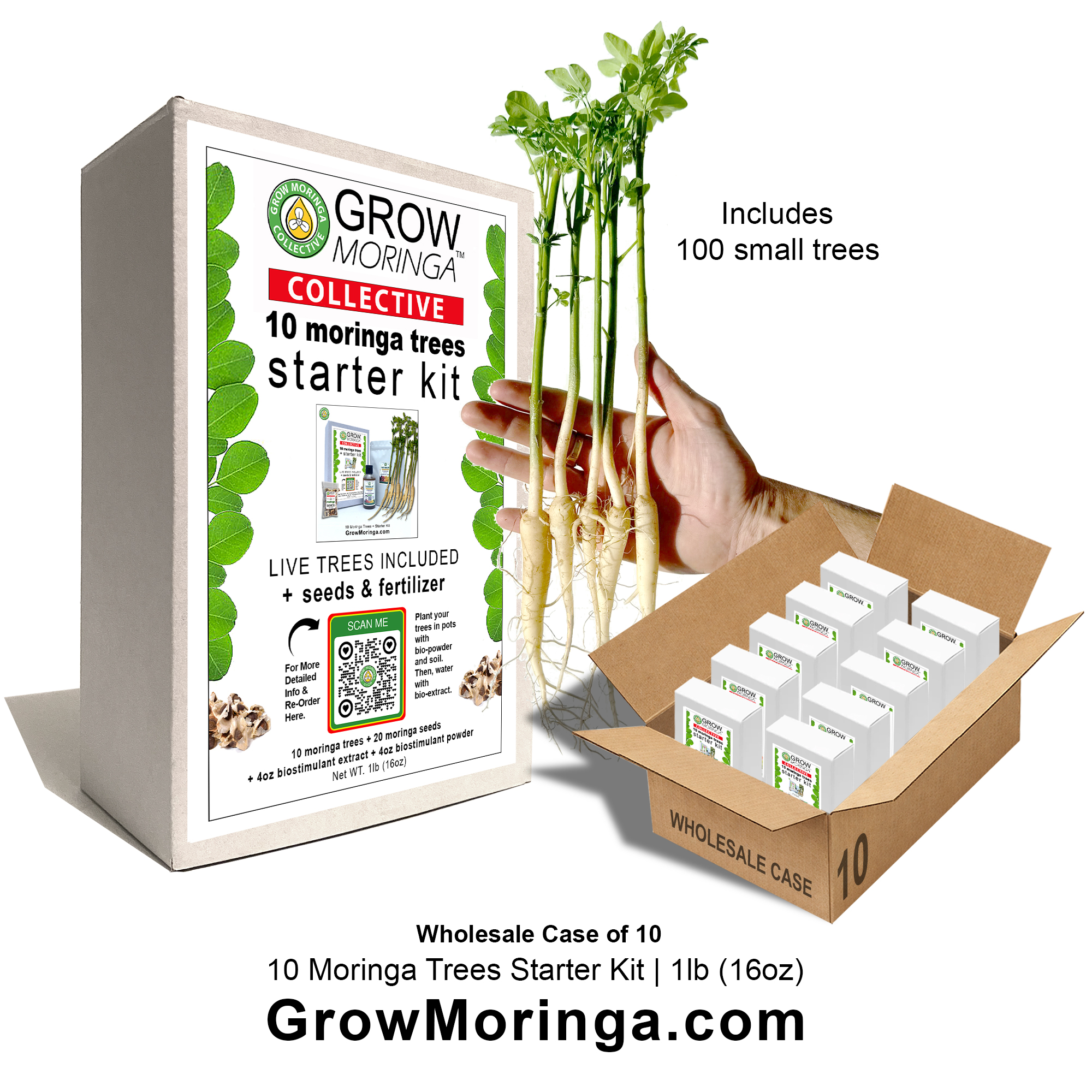 Moringa Tree Starter Kits | Wholesale Case