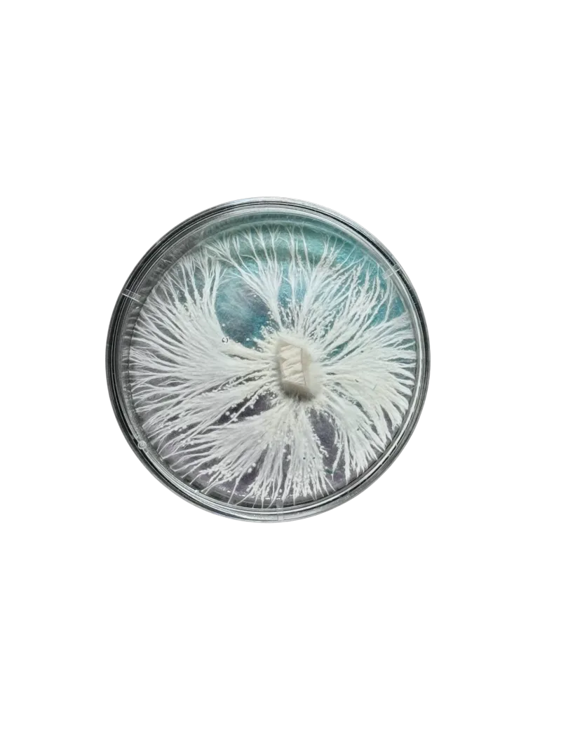 ecommerce.upsell.product_image_alt