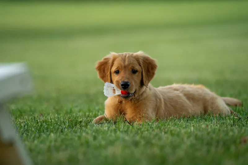 Gold 1:2:1 Puppy Programme