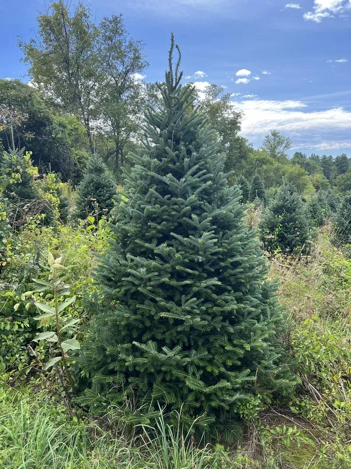 Fraser Fir - Christmas Tree