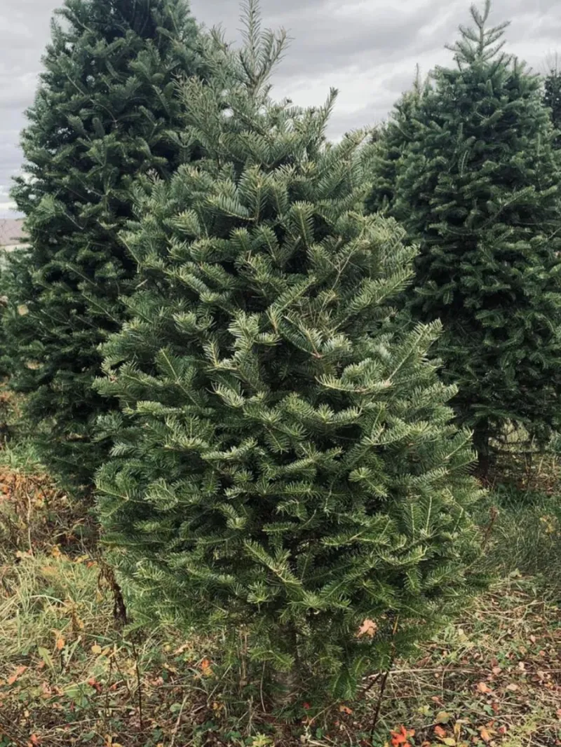 Balsam Fir - Christmas Tree