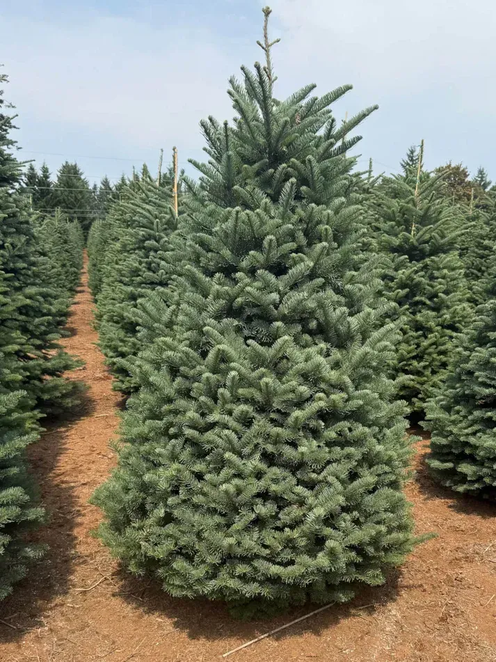 Noble Fir - Christmas Trees