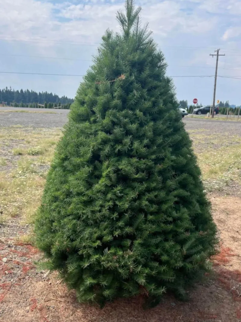 Douglas Fir - Christmas Tree