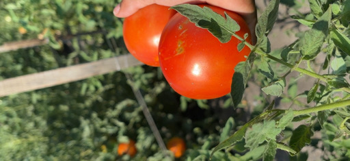 Fresh Produce 