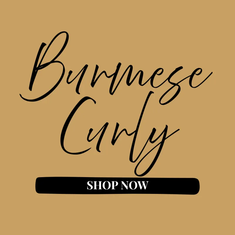 Raw Burmese Curly Bundles