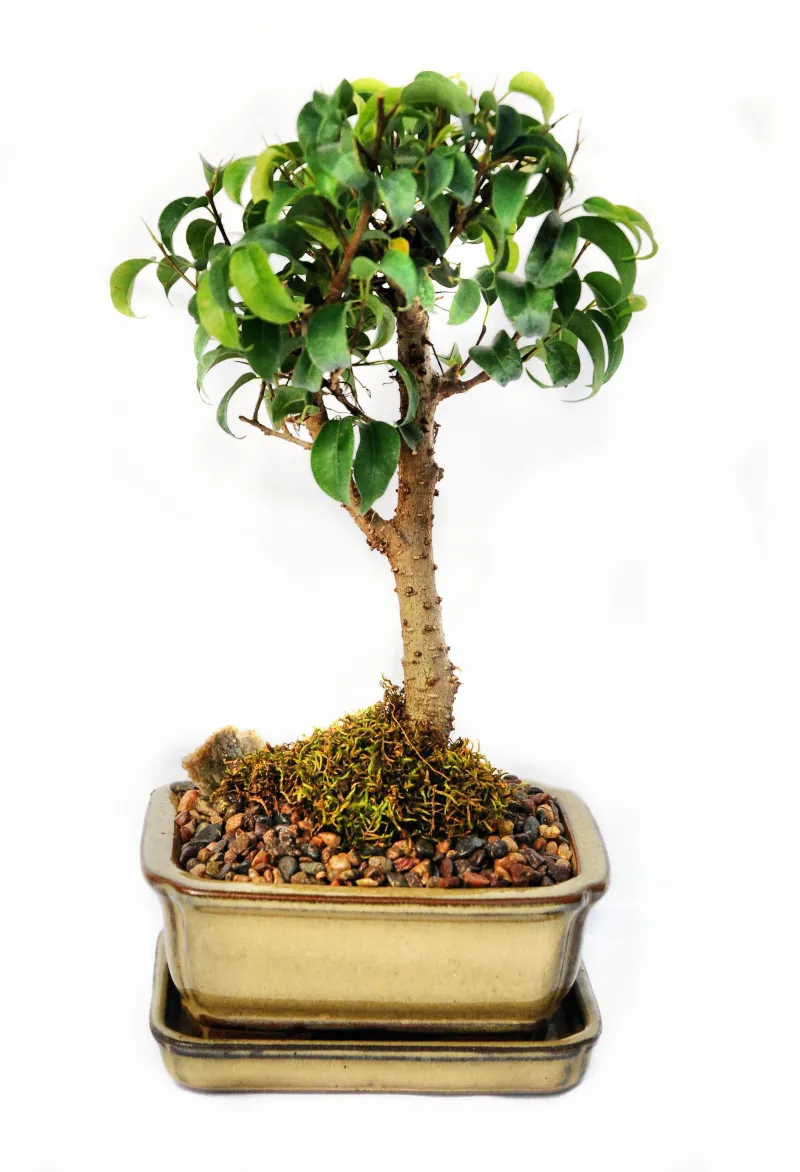 Bonsai Ficus Too Little