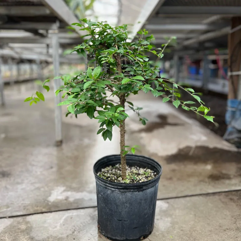 Bonsai Barbados Cherry