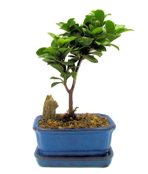 Bonsai Ficus Green Island