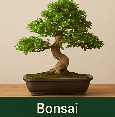 collection-image