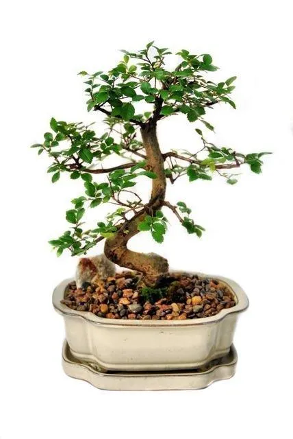 Bonsai Chinese Elm