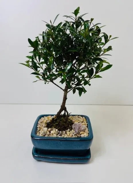 Bonsai Eugenia Brush Cherry