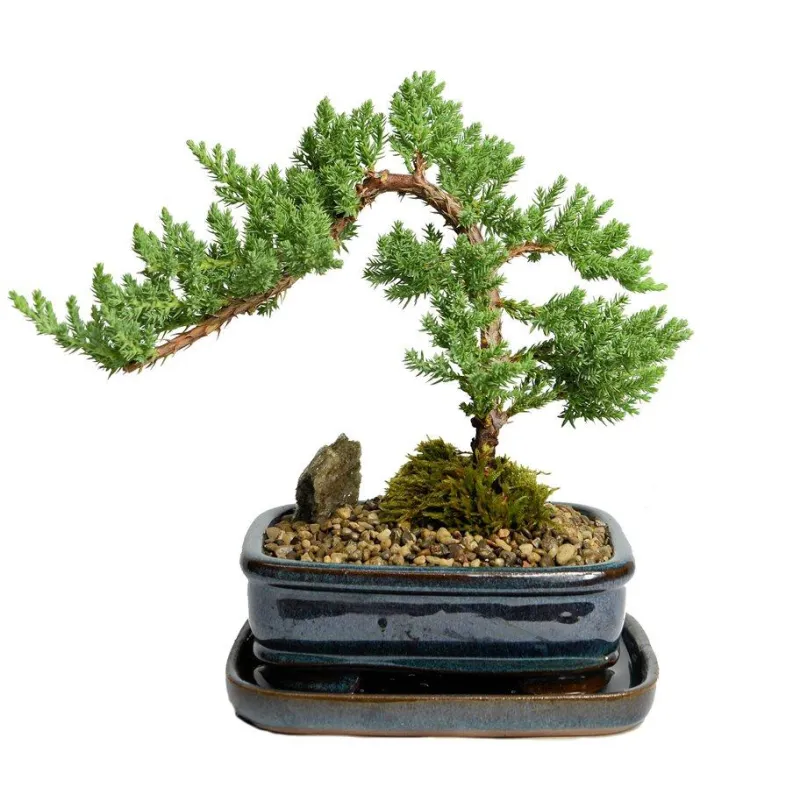 collection-image