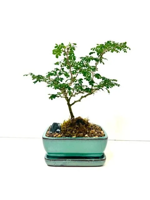 Bonsai Brazilian Rainforest Tree