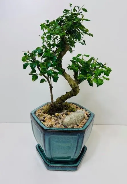 Bonsai Chinese Privet