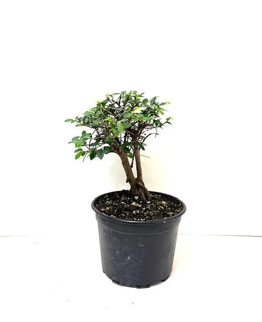 Bonsai Chinese Elm