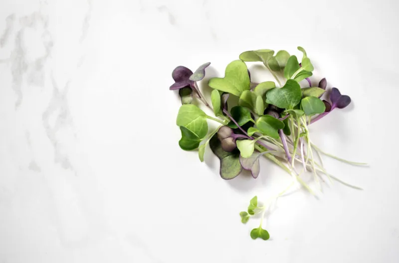 Micro Greens