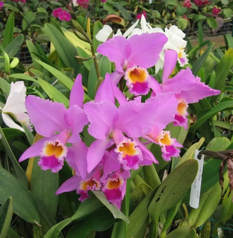 collection-image