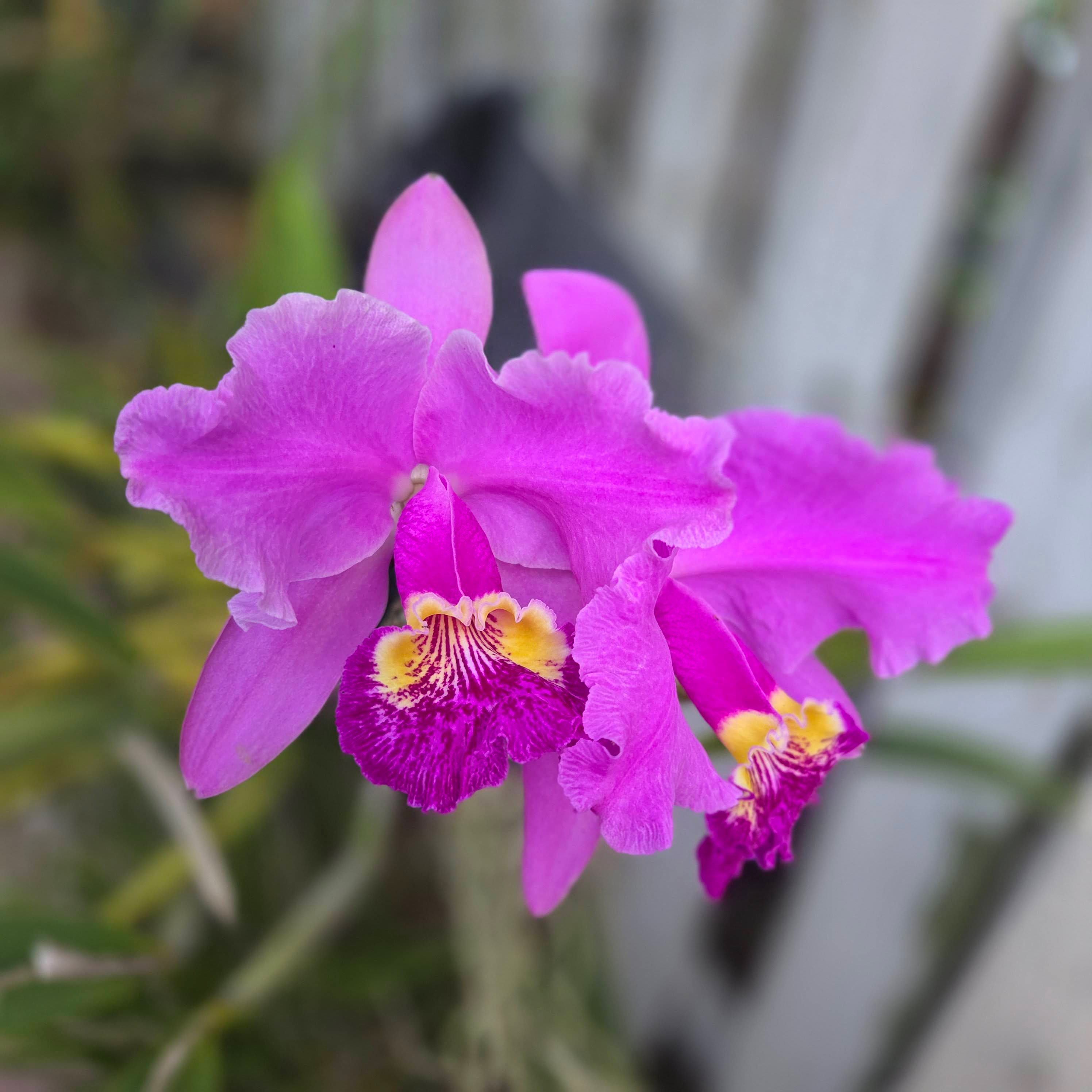 Cattleya lueddemanniana ('Calex' x 'Yamile') #2