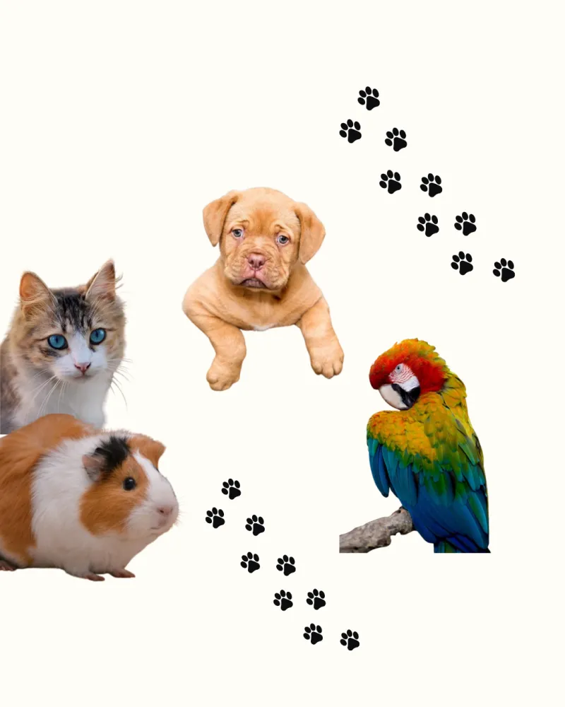 collection-image