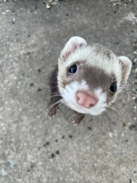 ecommerce.upsell.product_image_alt