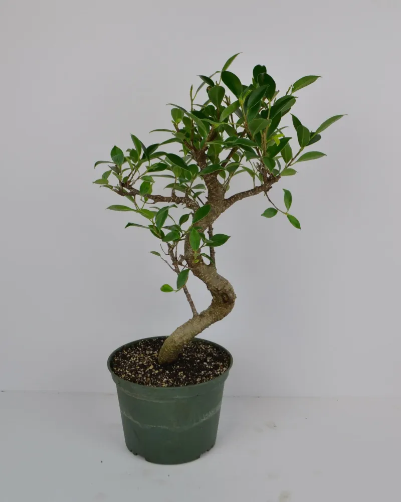 Ficus Tiger bark 6" in grower pot
