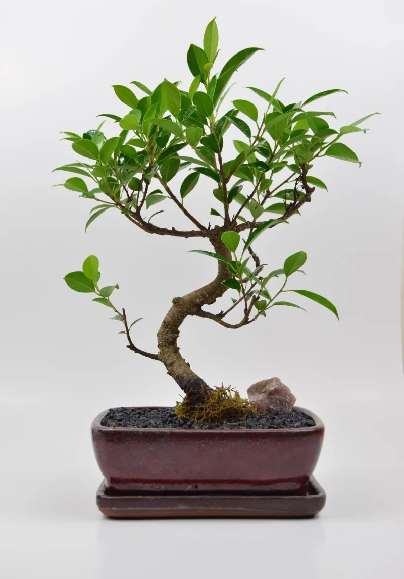Ficus Tiger bark 8"