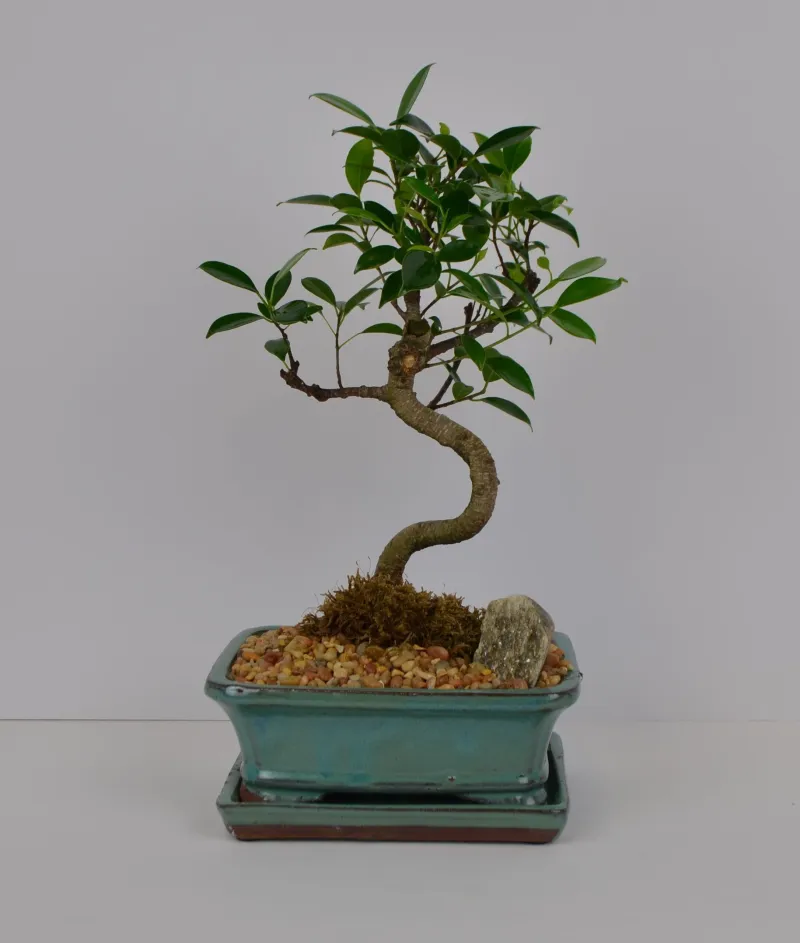 Ficus Tiger bark 7"