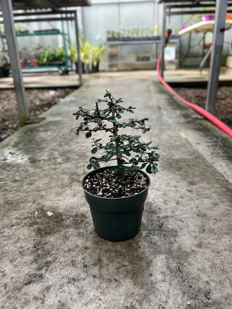 Fukien tea 6" in grower pot
