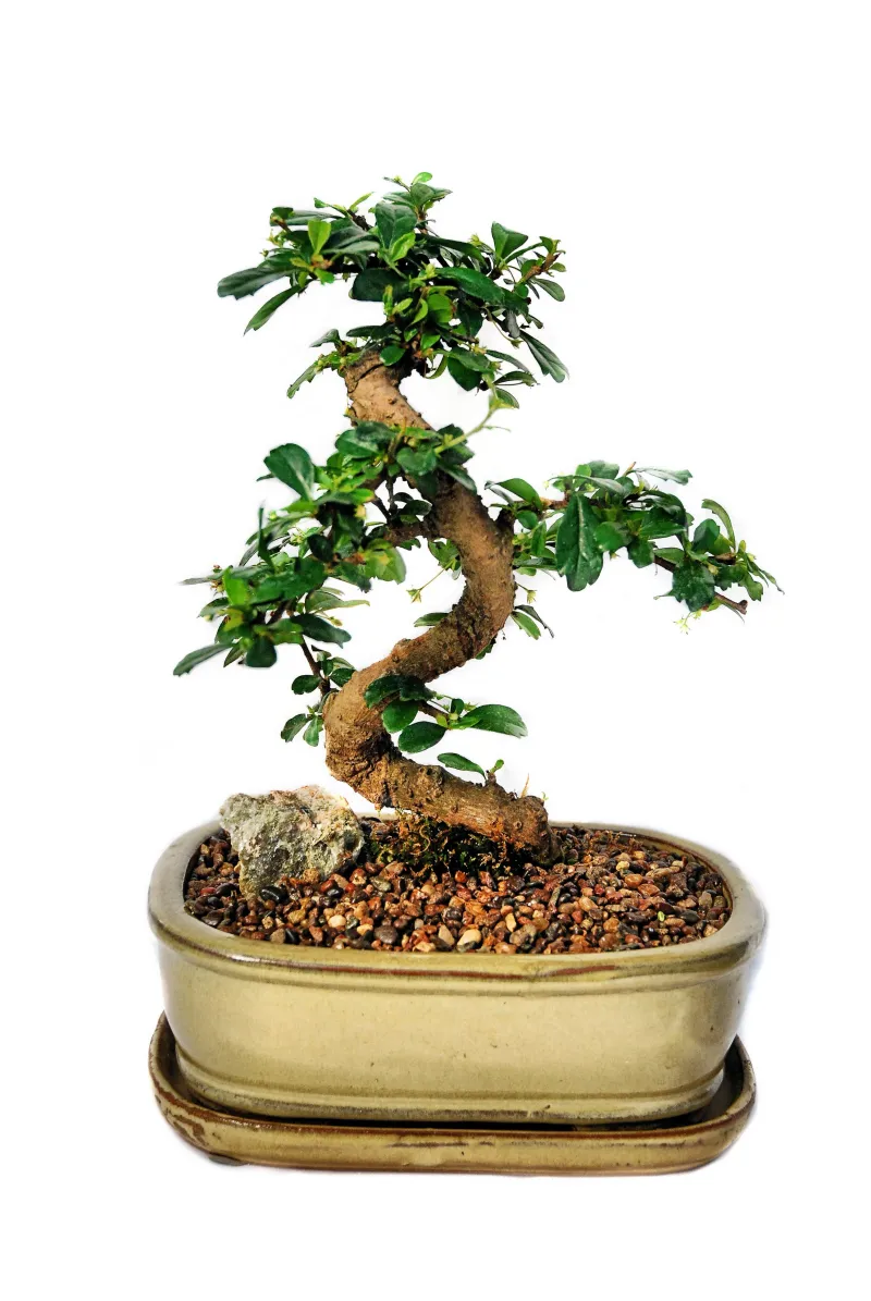 Fukien tea 12"