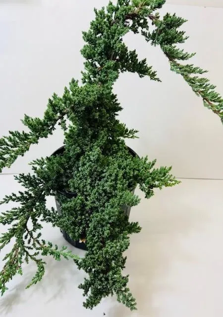 Juniper 3 gallon grower pot