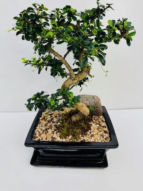 Fukien tea 10"