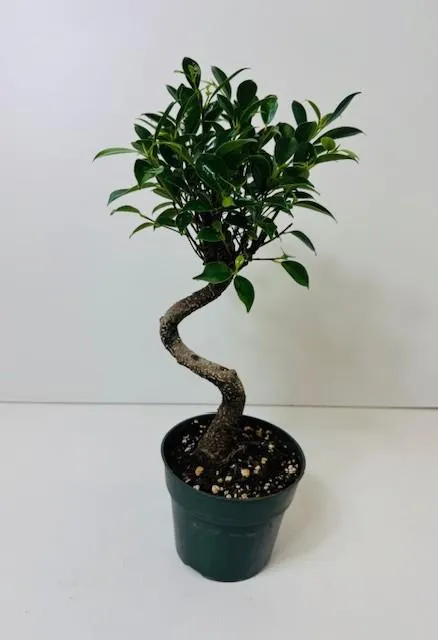 Ficus Tiger bark 5" in grower pot