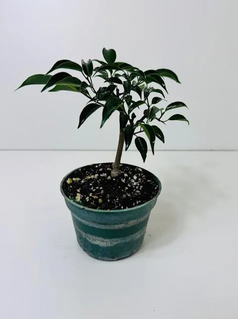 Ficus oriental 4" in grower pot
