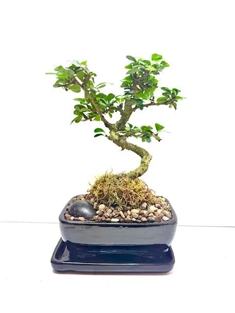 Fukien Tea 7"