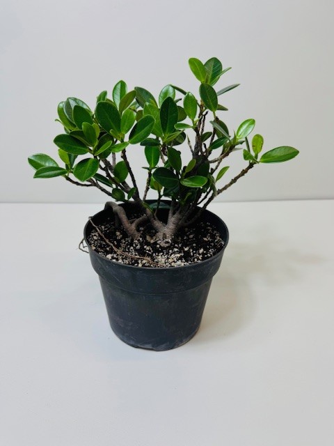 Green Island Ficus 6 inch grower pot