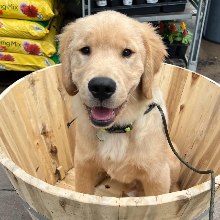 Golden retriever puppy beginning training with Hill Country K9