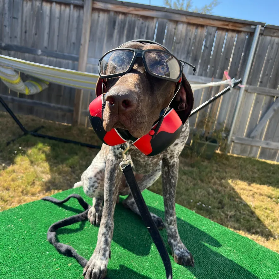 Dog participating in a complete Hill Country K9 behavioral assessment