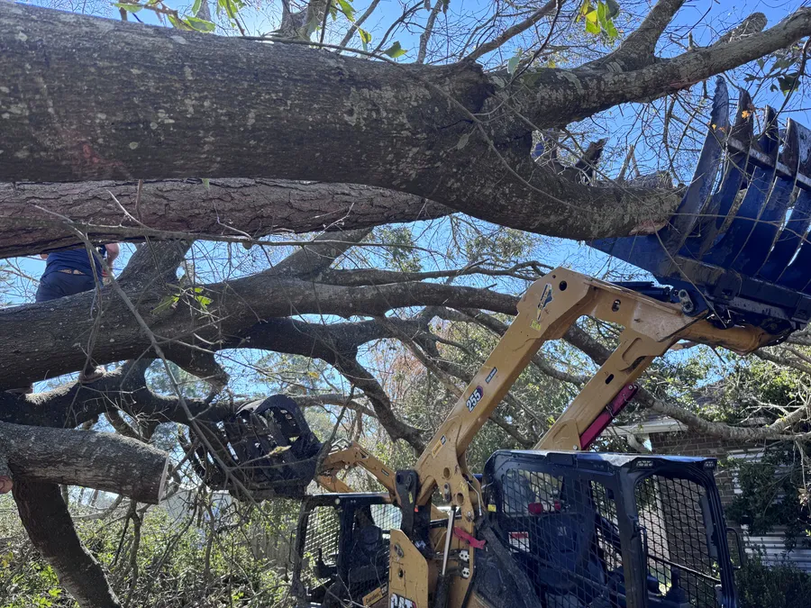 Large hardwood down across a structure after the Gulf Coast storm