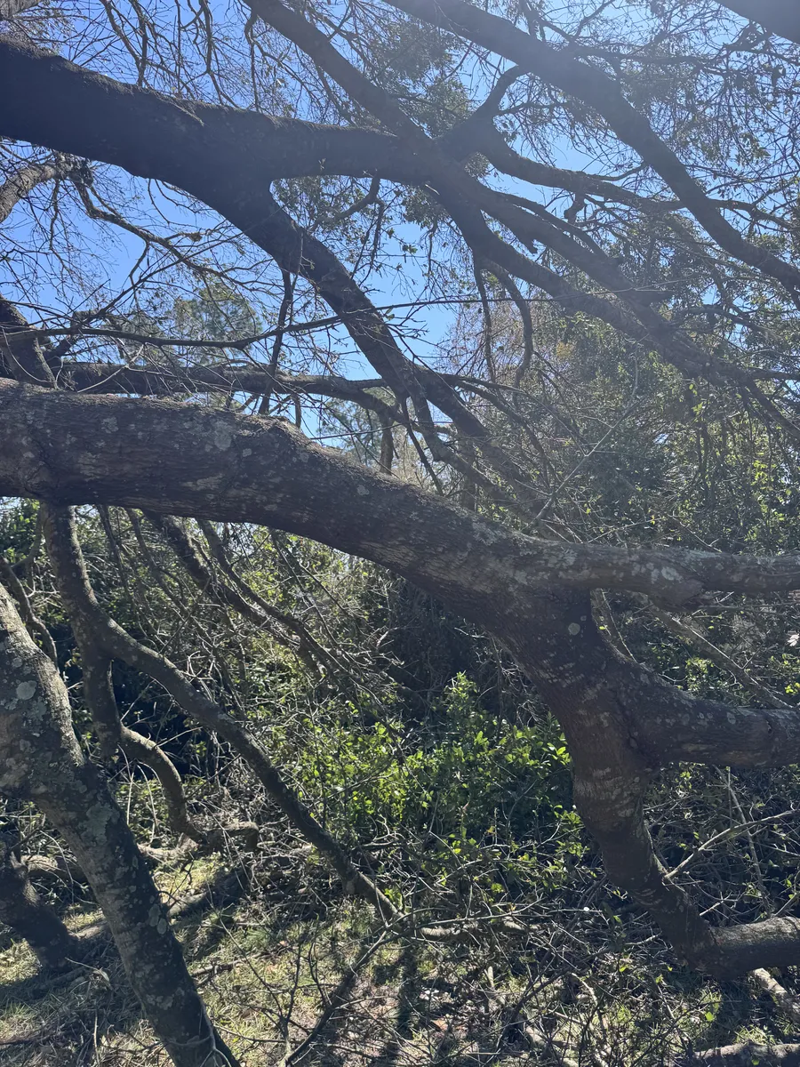 Trunk and root plate of a tree that failed in the storm