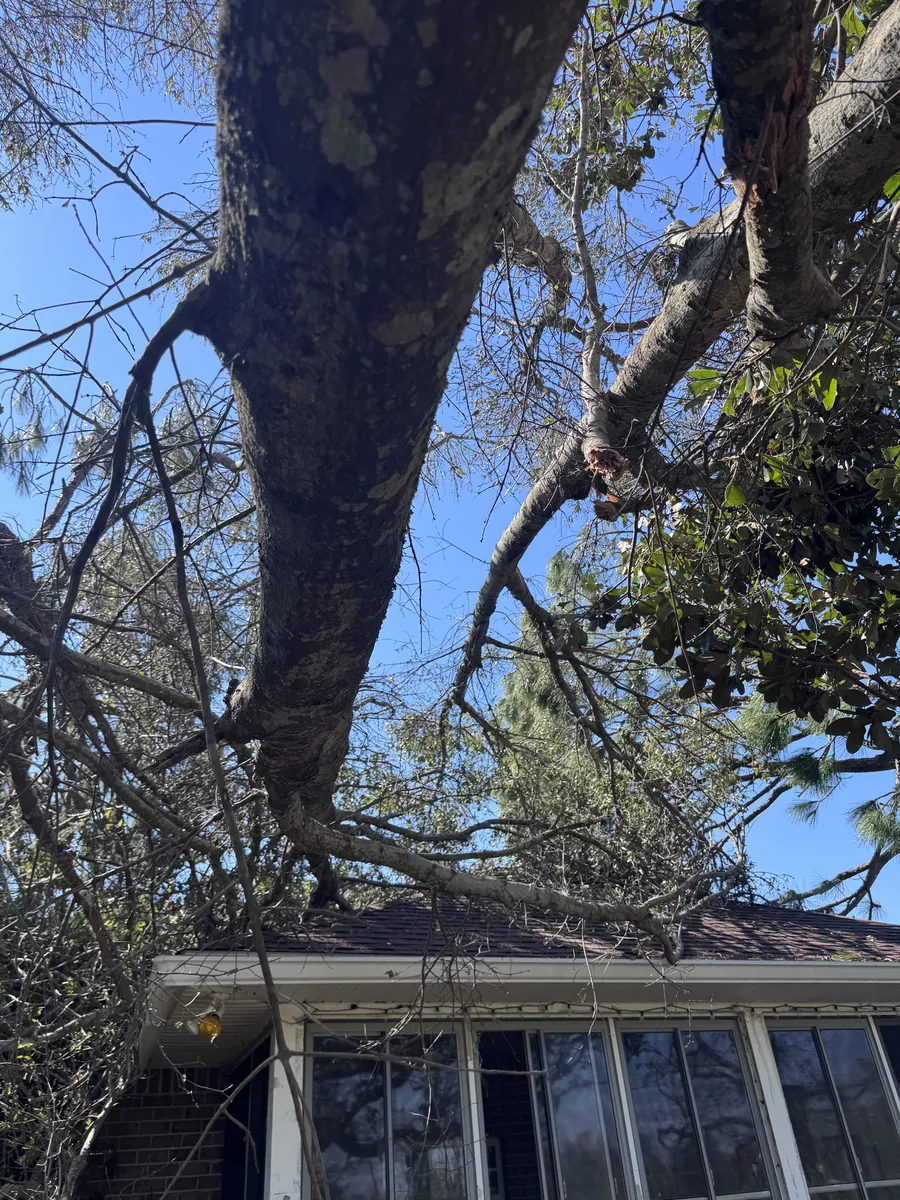 Storm-damaged hardwood down across a property on the Gulf Coast