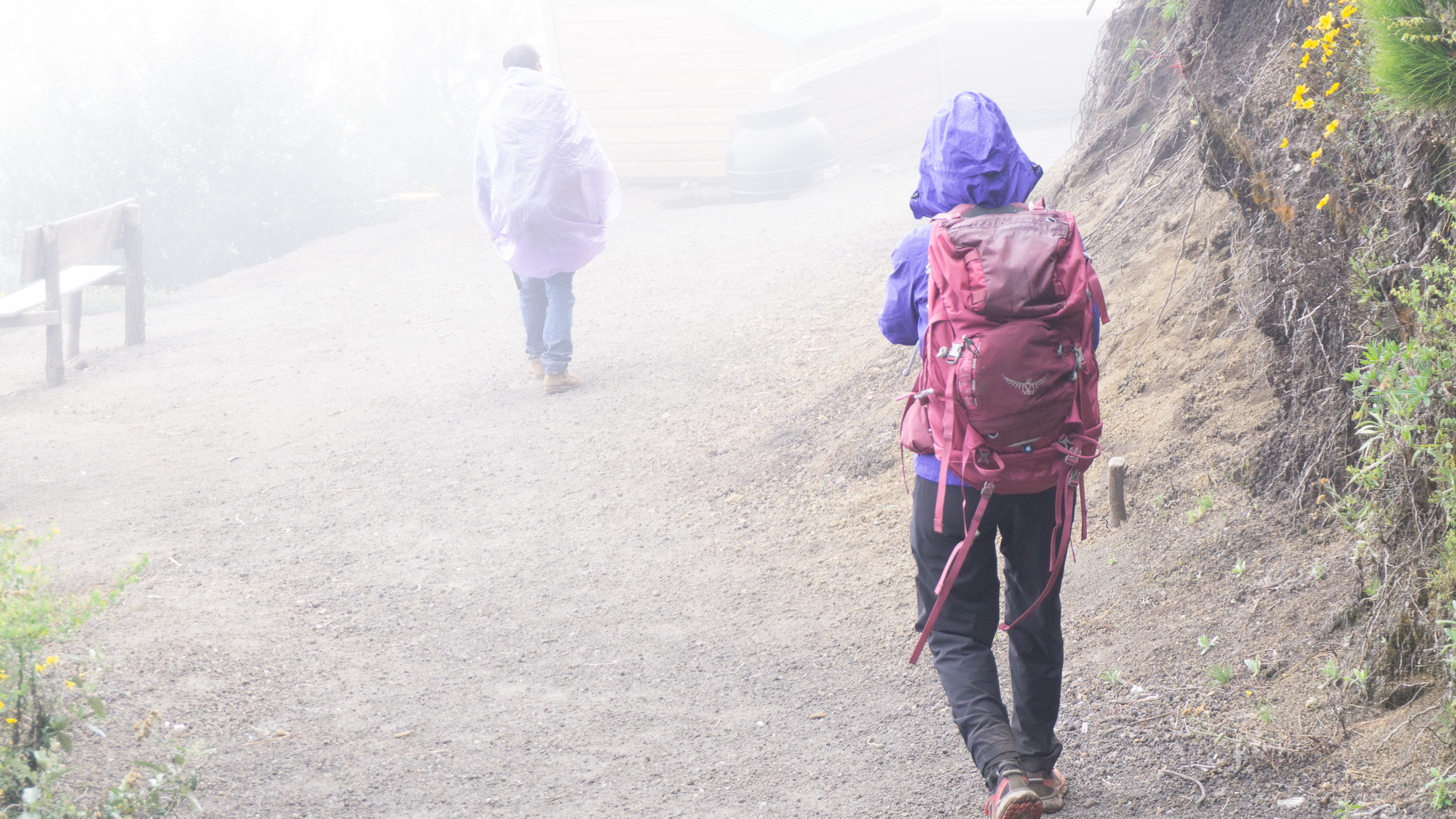 Into the cloud forest on the way up