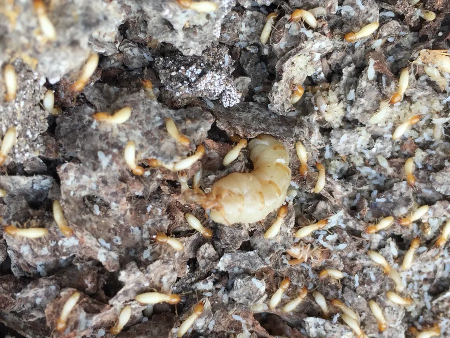 Termite damage uncovered by BugPro