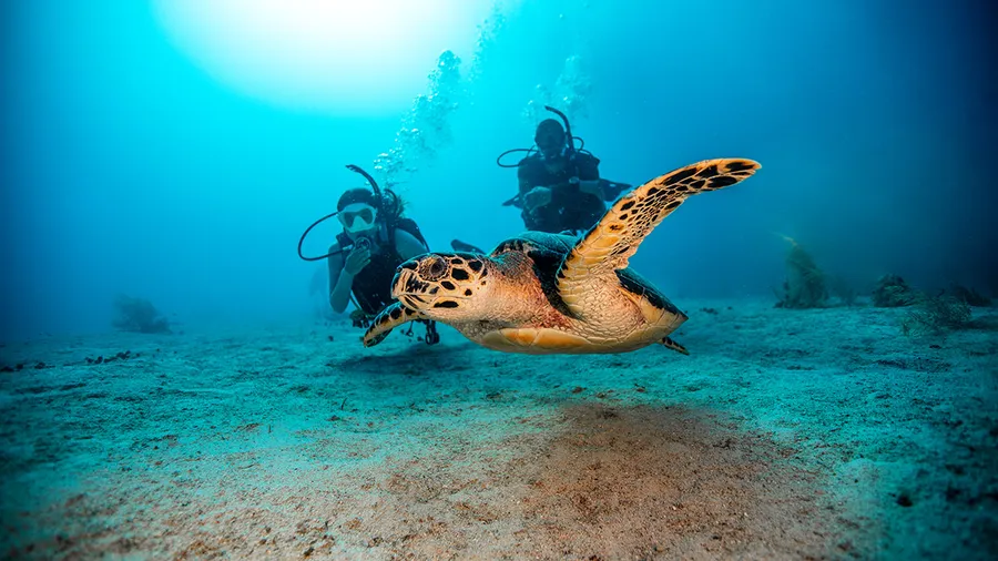 Tortuga carey nadando frente a dos buzos