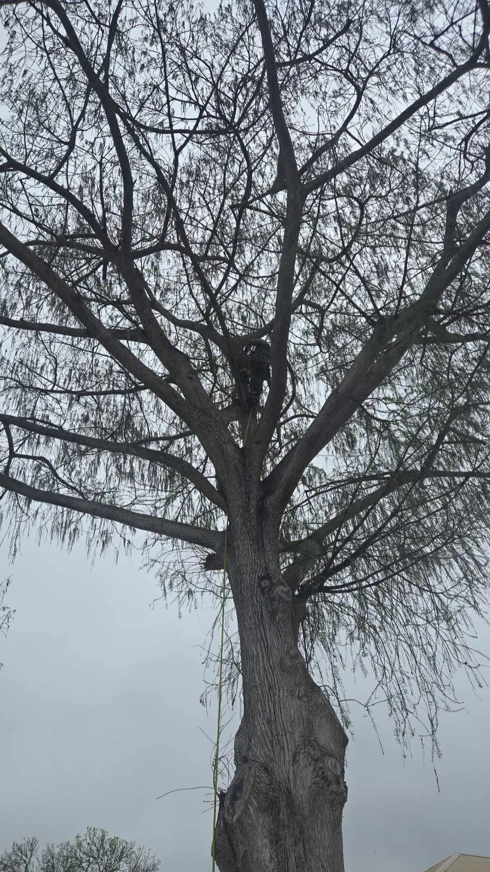 Arborman Tree Service photo: Tree Climbing and Trimming