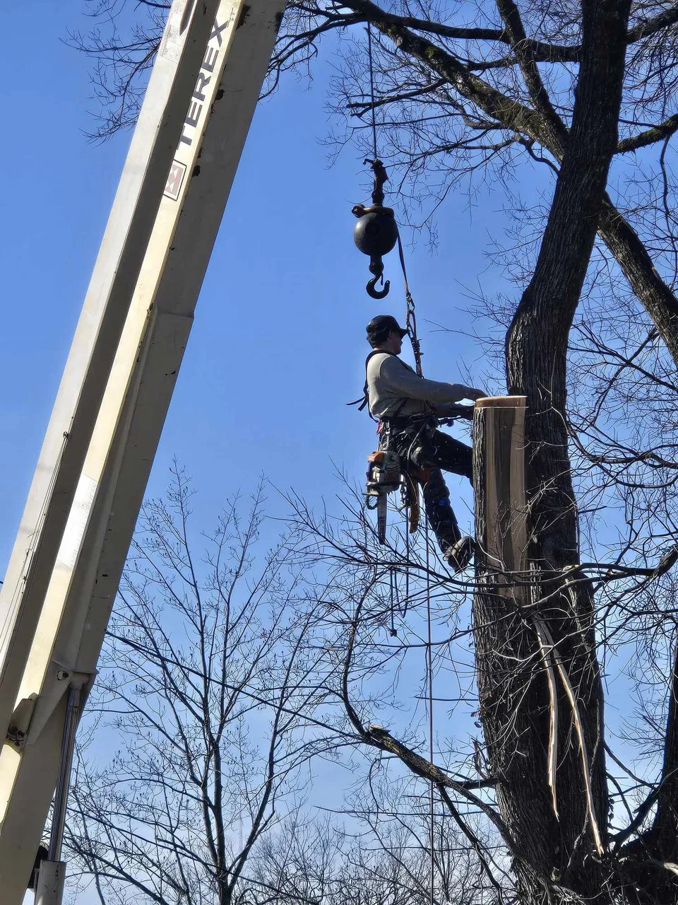 Arborman Tree Service photo: High Risk Tree Removal