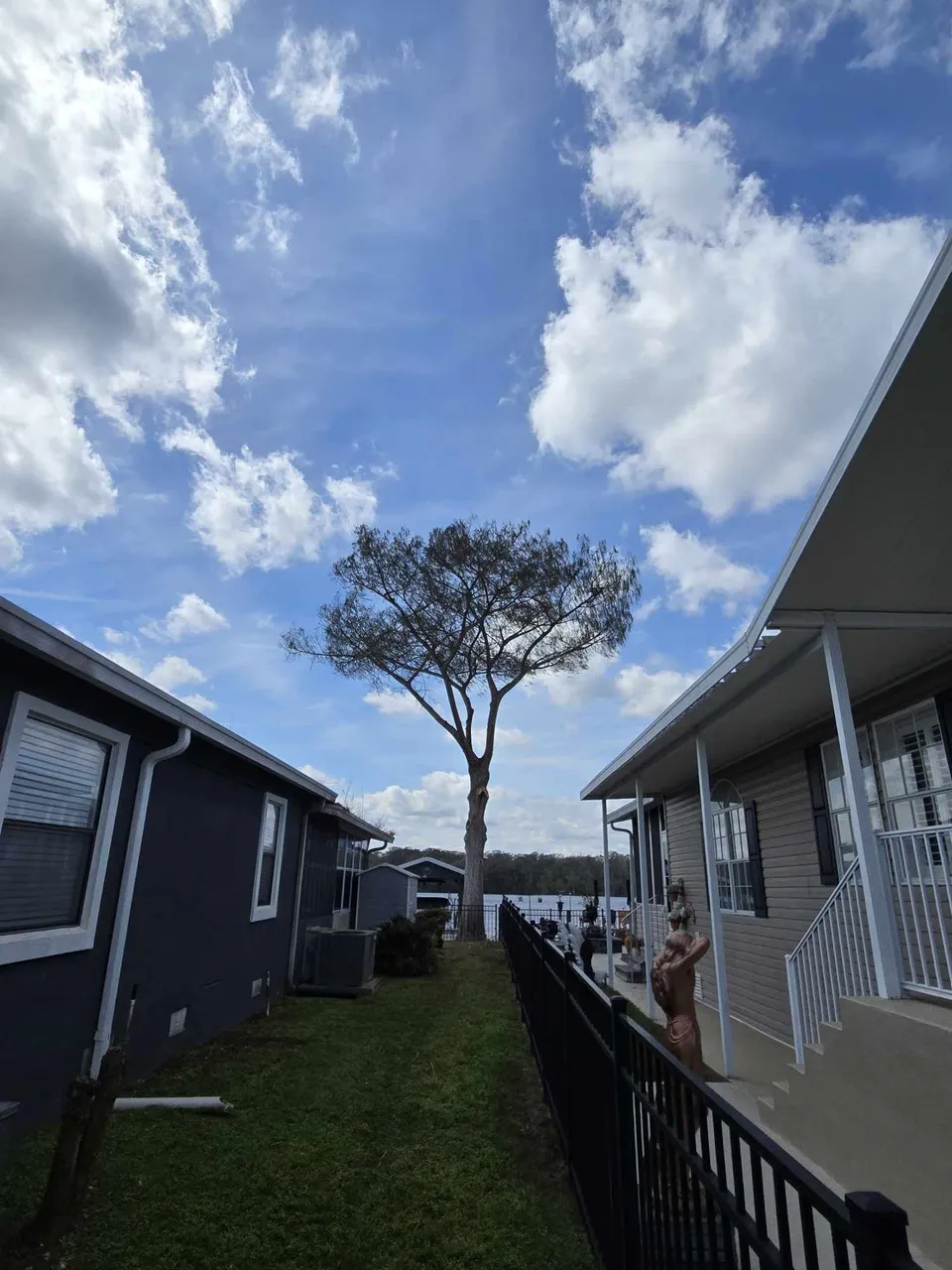 Arborman Tree Service photo: Tree Pruning